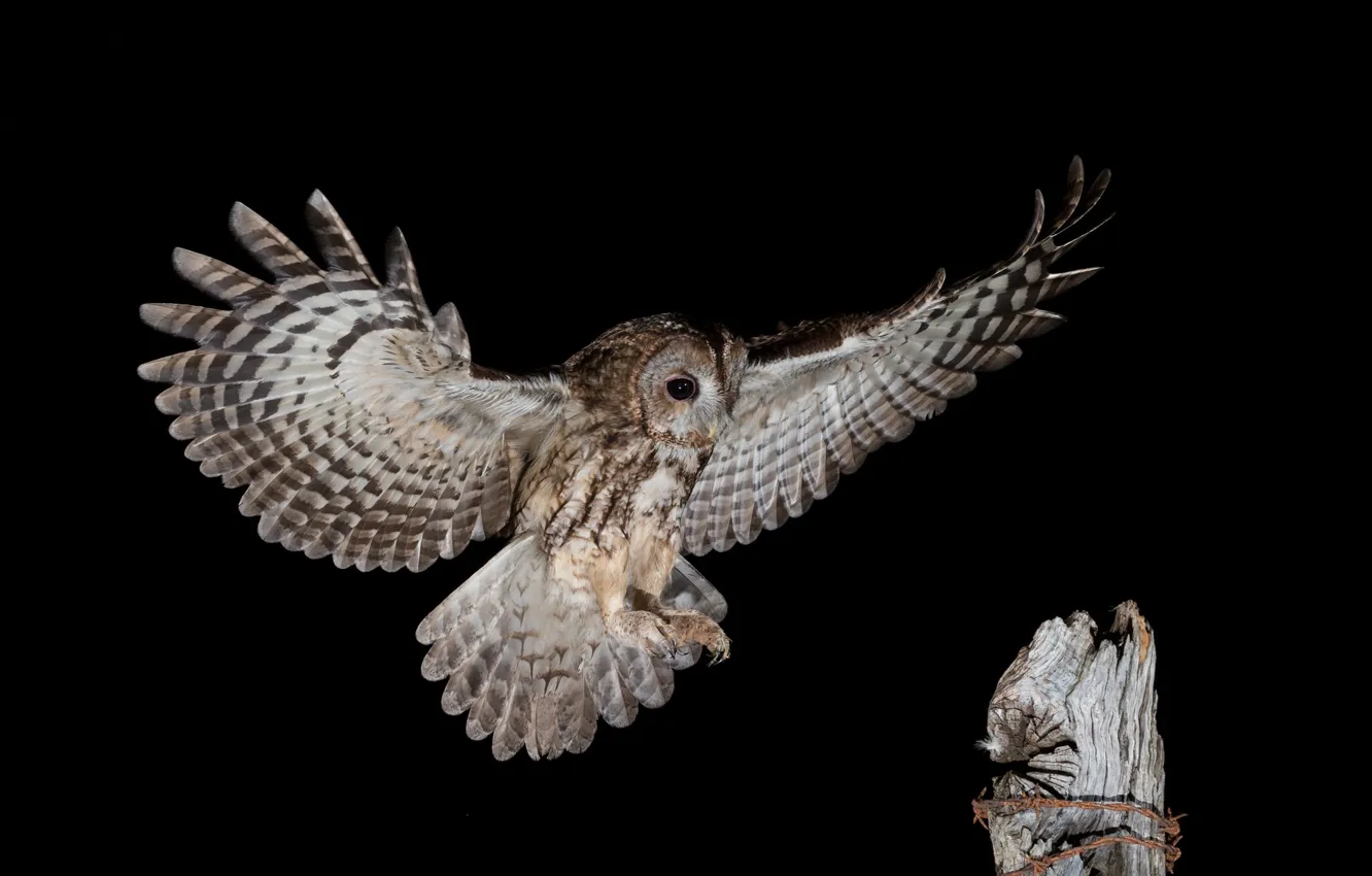 Photo wallpaper night, owl, soars