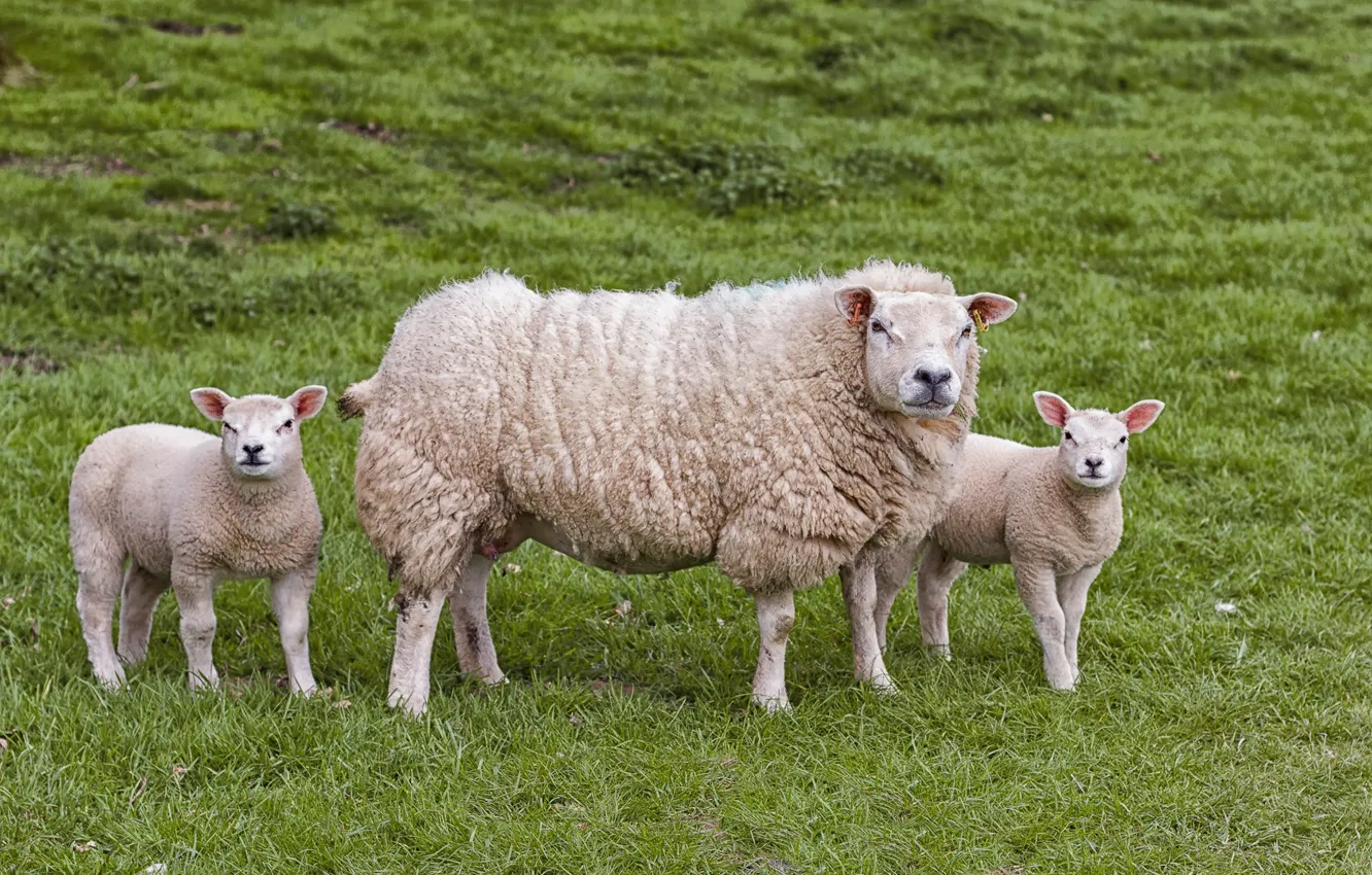 Photo wallpaper field, sheep, lamb, trio, sheep, mother, lamb