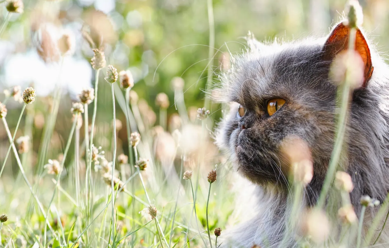 Photo wallpaper grass, cat, face, fluffy, pers, Persian cat