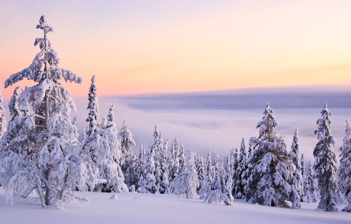 Photo wallpaper winter, clouds, snow, mountains, nature, silence, tree, frost