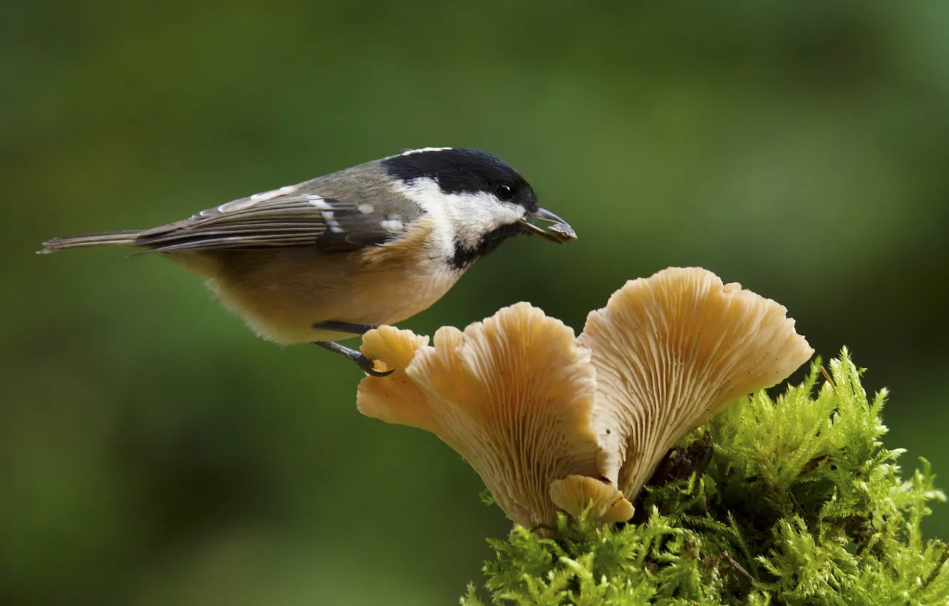 Photo wallpaper bird, mushroom, moss