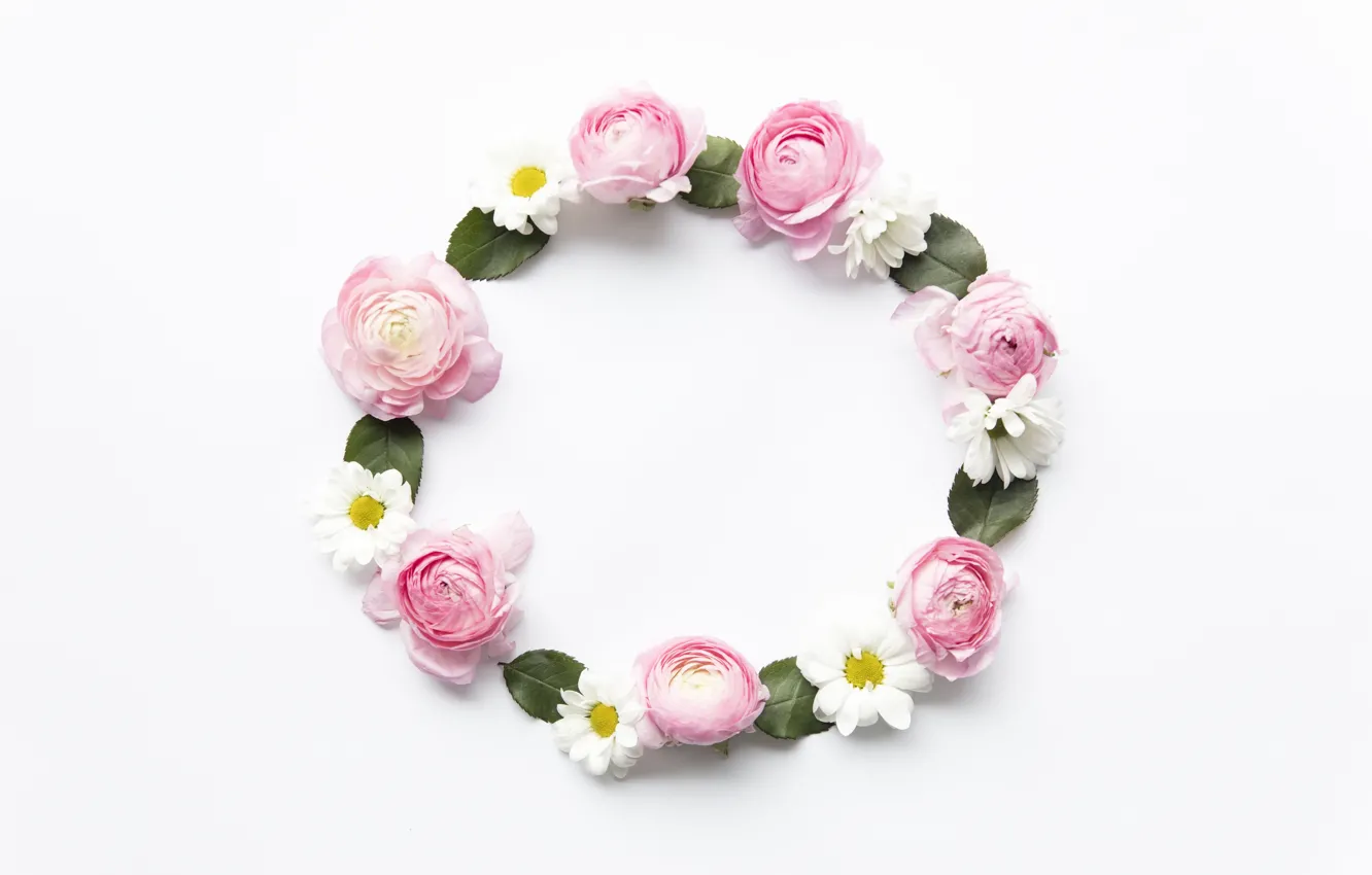 Photo wallpaper flowers, chamomile, pink, pink, flowers, peonies, peonies, camomile