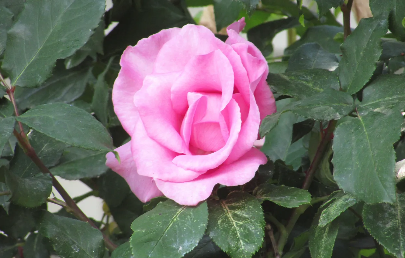 Photo wallpaper leaves, flowers, green, roses, pink, rose, flower, pink