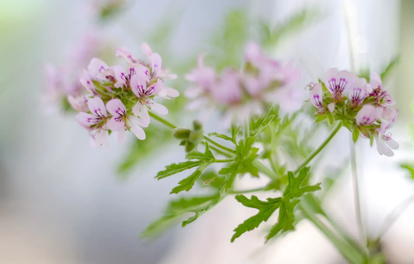 Photo wallpaper macro, flowers, background