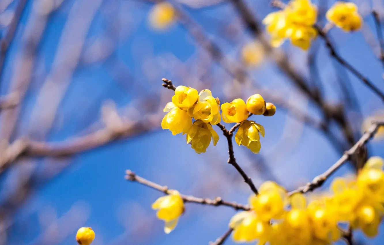 Photo wallpaper the sky, branches, spring, garden, flowering