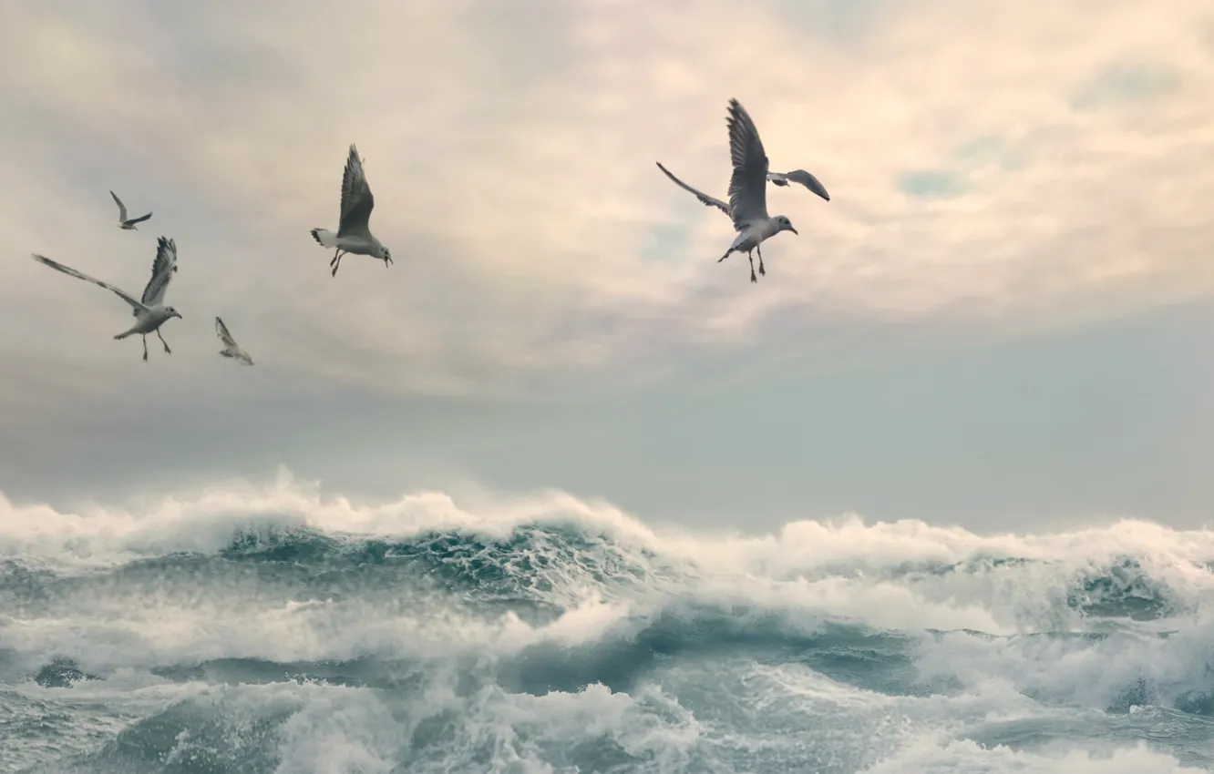 Photo wallpaper sea, wave, the sky, seagulls