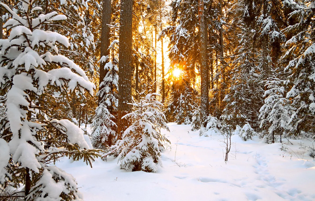 Photo wallpaper winter, forest, the sun, snow, trees, landscape, nature, horizon