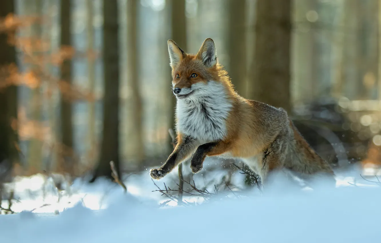Photo wallpaper winter, forest, look, snow, nature, pose, jump, running