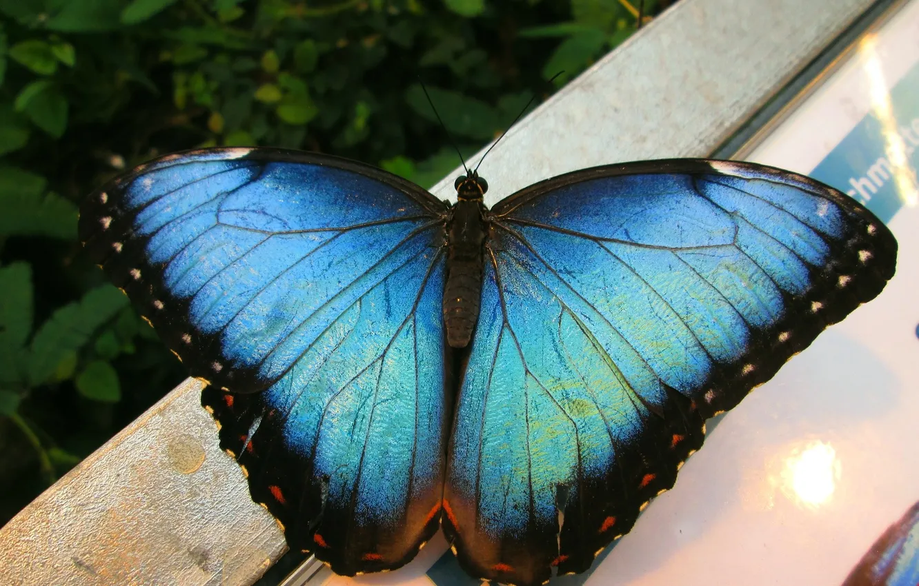 Photo wallpaper microsemi, butterfly, wings, insect, beautiful, closeup