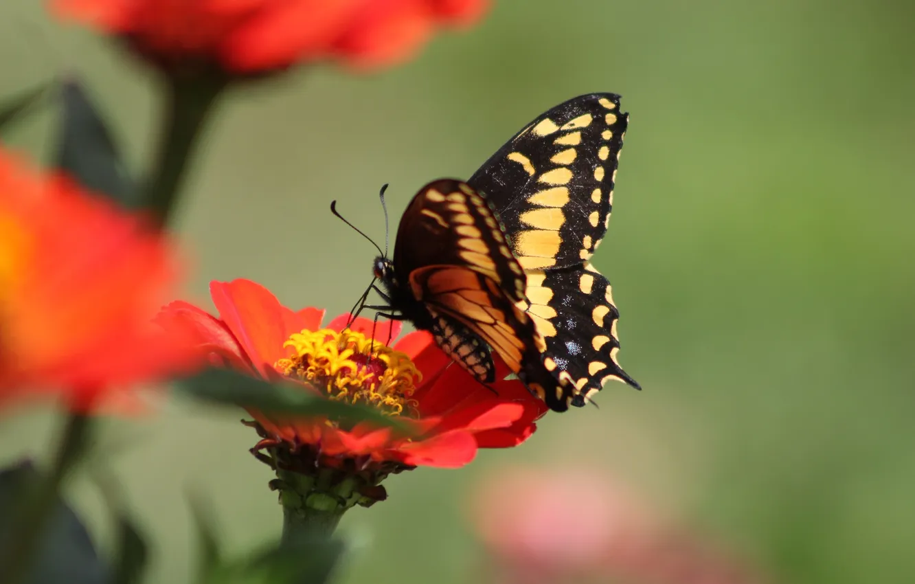 Photo wallpaper flowers, macro, butterfly, wings, beautiful, closeup