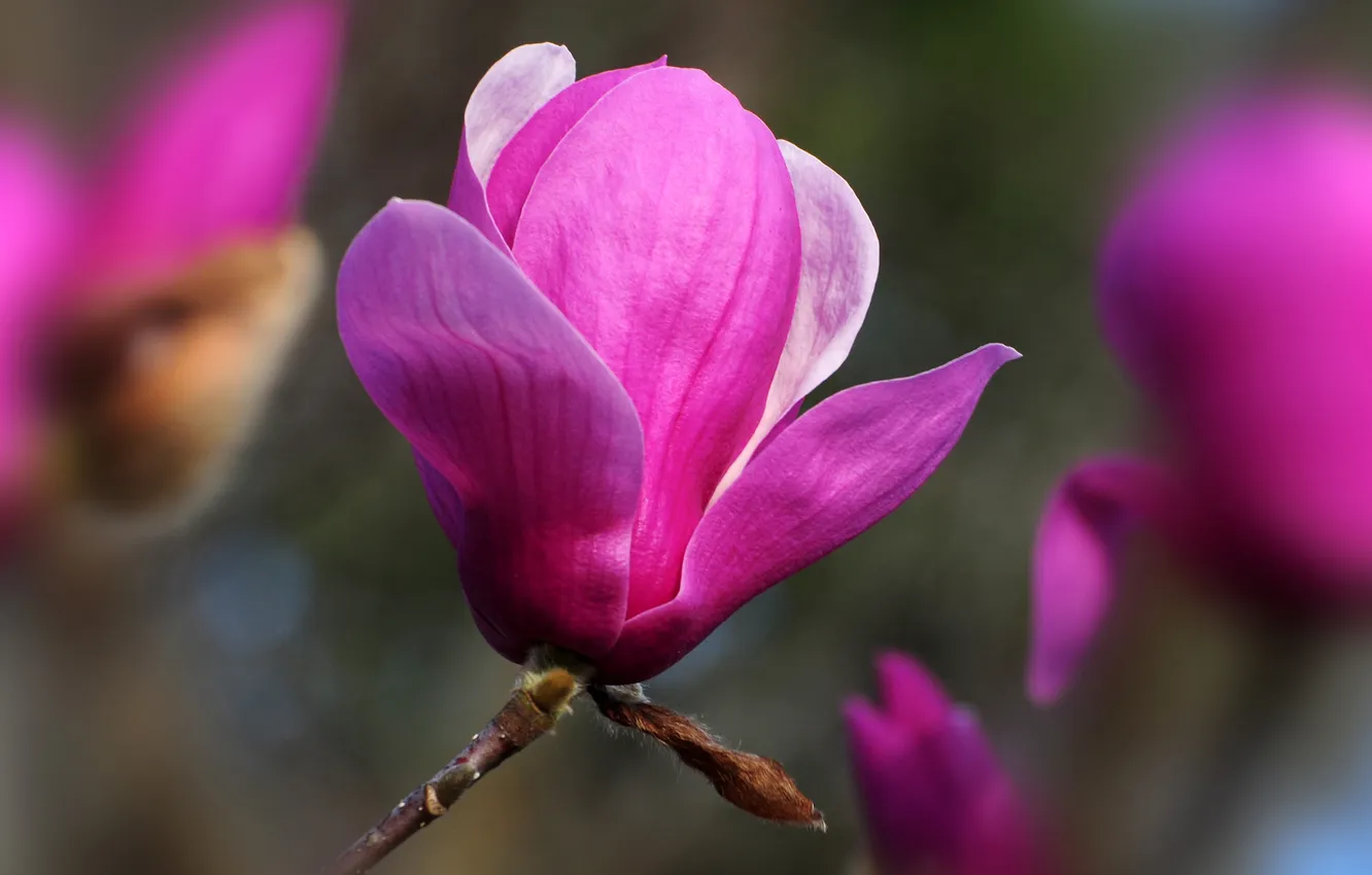 Photo wallpaper flowers, branches, focus, Magnolia