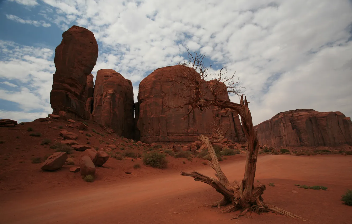 Photo wallpaper stones, rocks, desert, canyon, snag