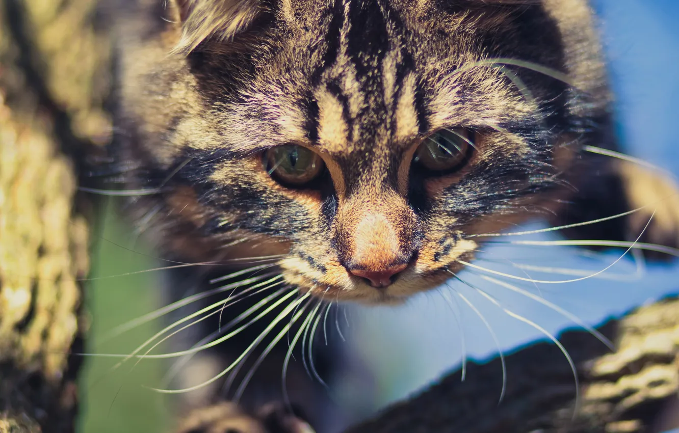 Photo wallpaper mustache, look, Koshak, Tomcat, Kote