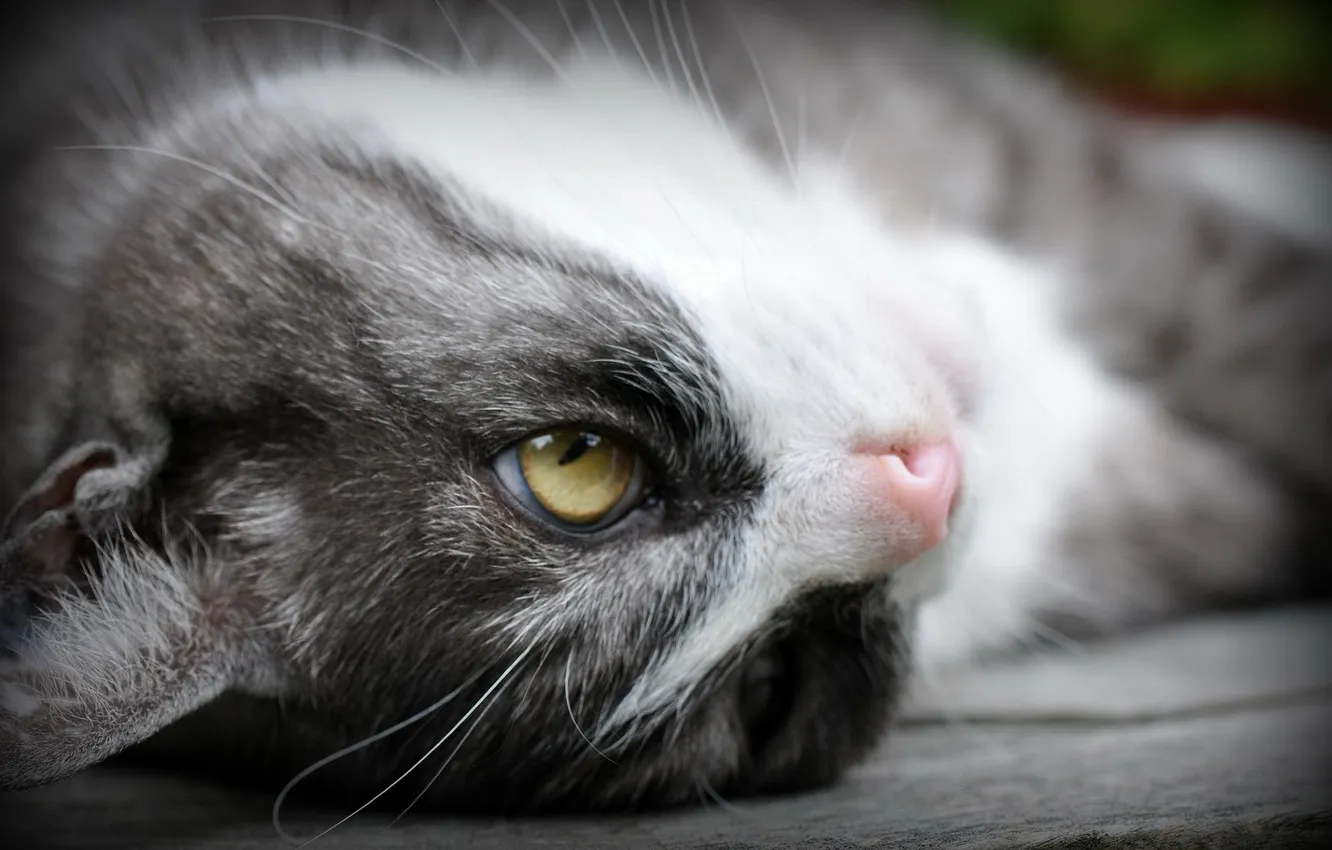 Photo wallpaper cat, look, macro