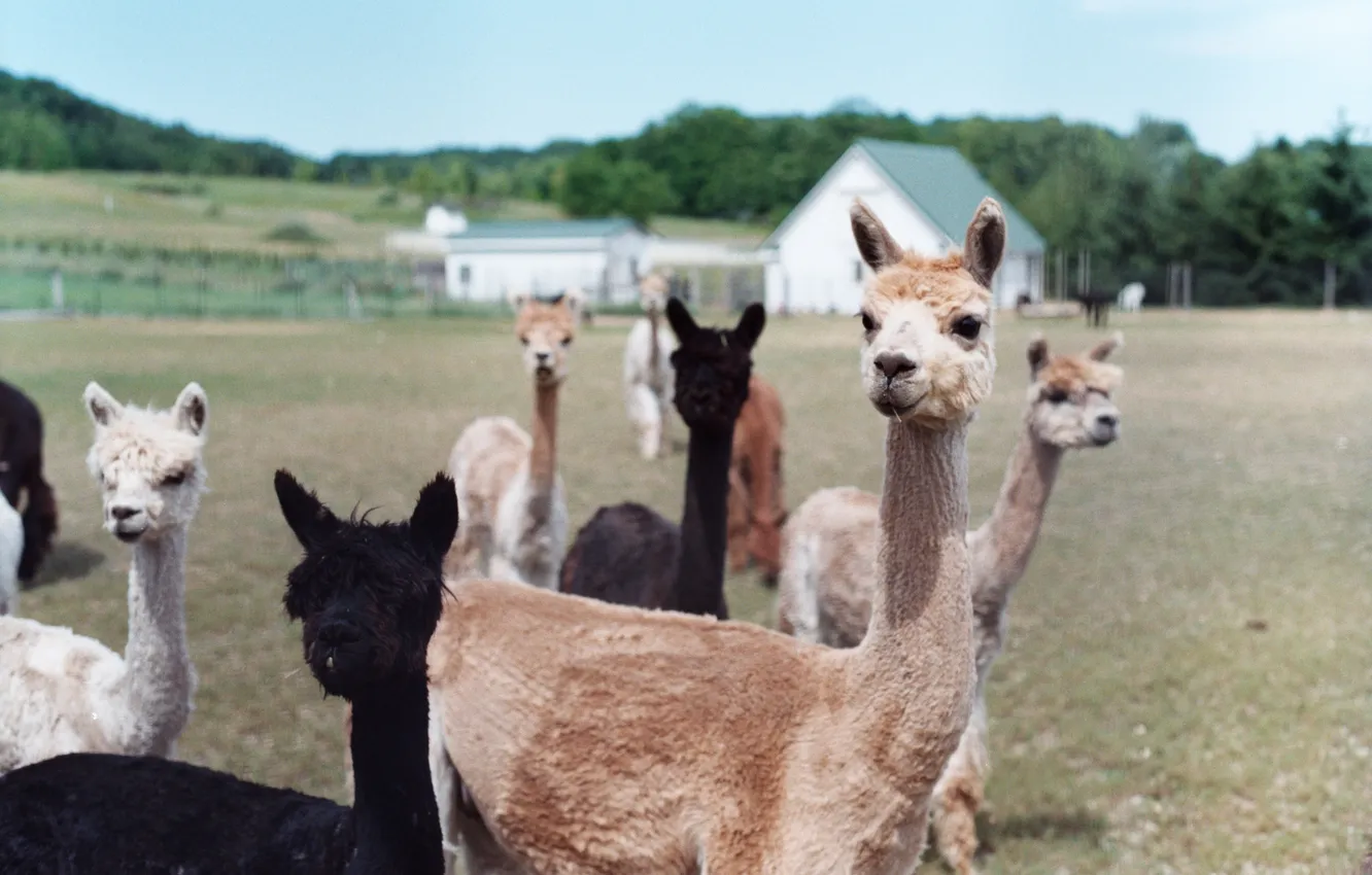 Photo wallpaper animal, wool, Lama