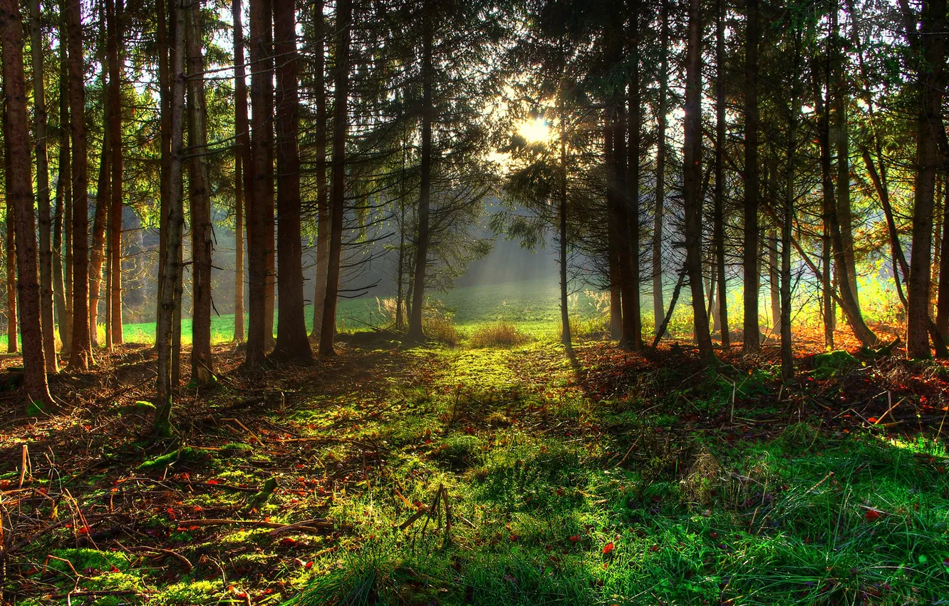 Photo wallpaper forest, grass, the sun, trees