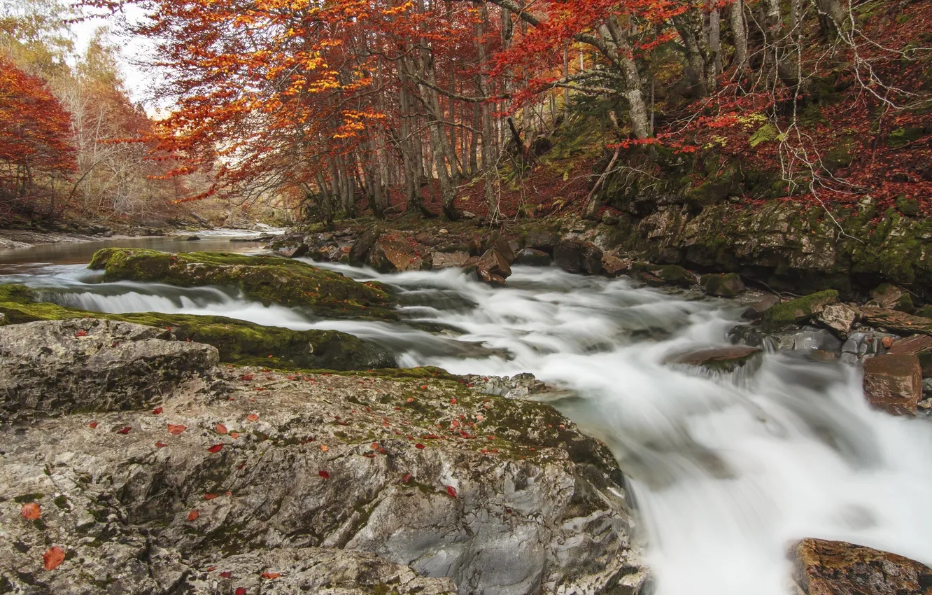 Photo wallpaper autumn, forest, trees, nature, river