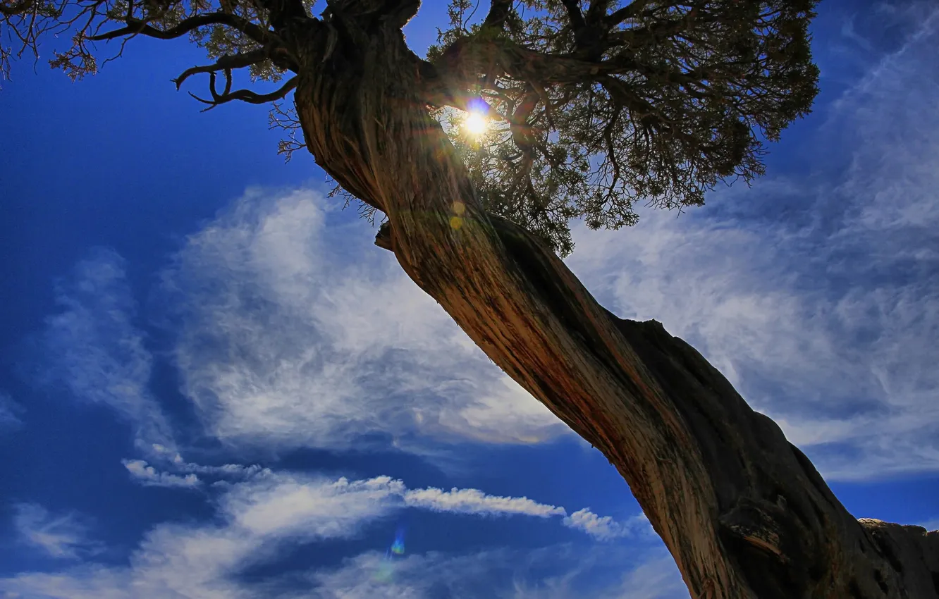 Photo wallpaper the sky, clouds, trees, nature