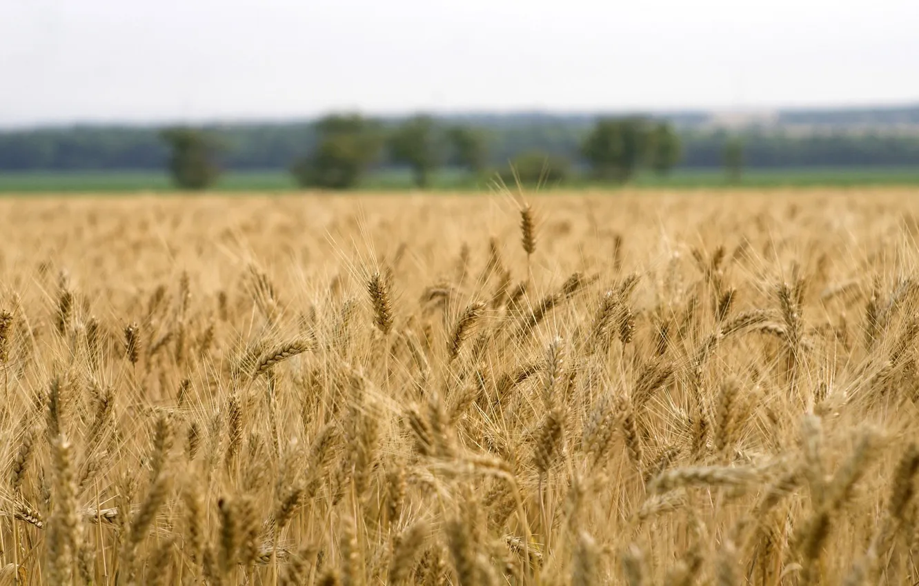 Photo wallpaper wheat, field, ears