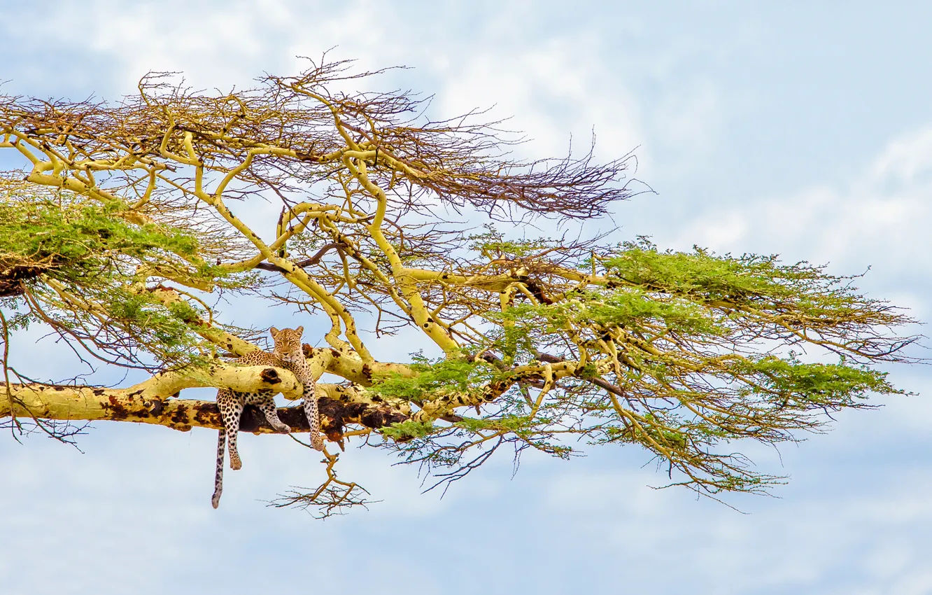 Photo wallpaper the sky, trees, leopard, big cat