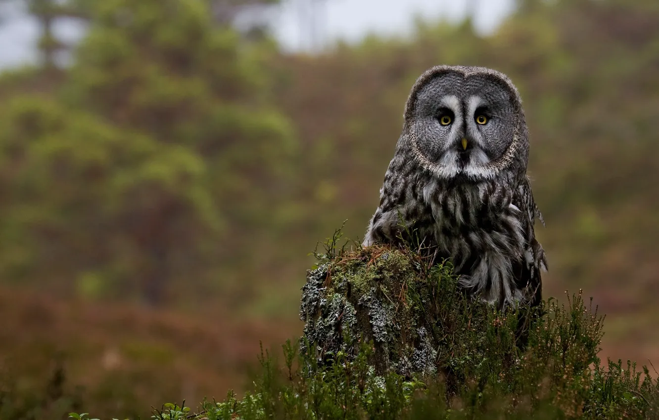 Photo wallpaper owl, stump, Great grey owl