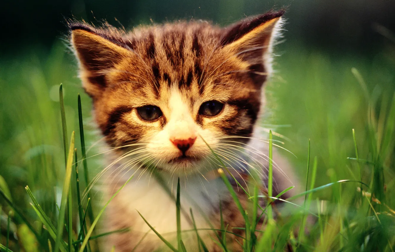 Photo wallpaper cat, grass, cat, macro, kitty, cat