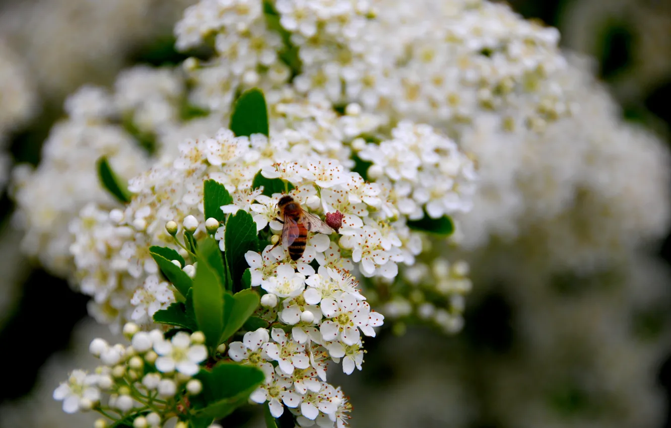 Photo wallpaper Spring, Spring, Wasp, Hawthorn, Hawthorn, Flowering Hawthorn, Flowering, OSA