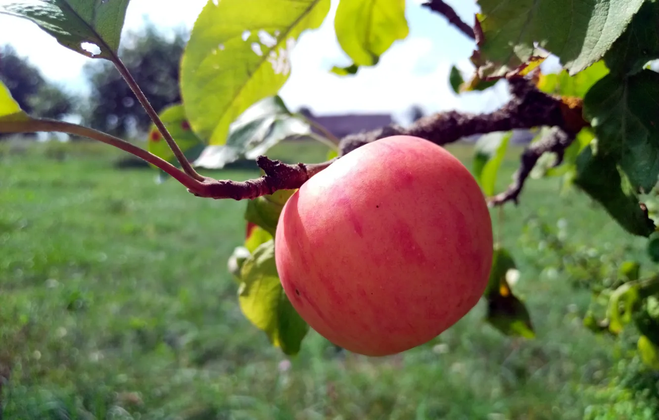 Photo wallpaper summer, apples, garden, Apple Spas