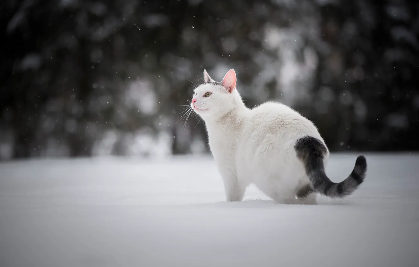 Photo wallpaper winter, cat, snow, cat