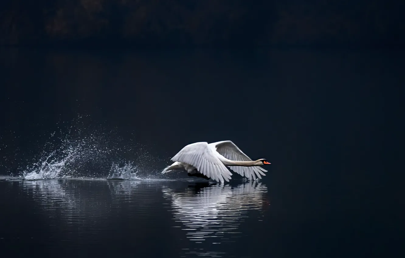 Photo wallpaper squirt, the dark background, bird, swans, the rise, pond