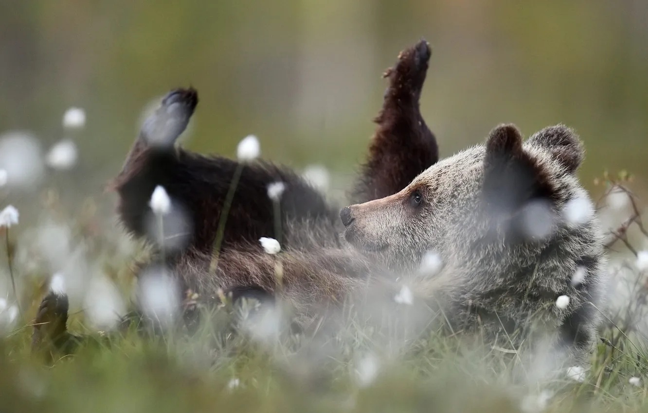 Photo wallpaper grass, look, face, flowers, nature, pose, background, glade