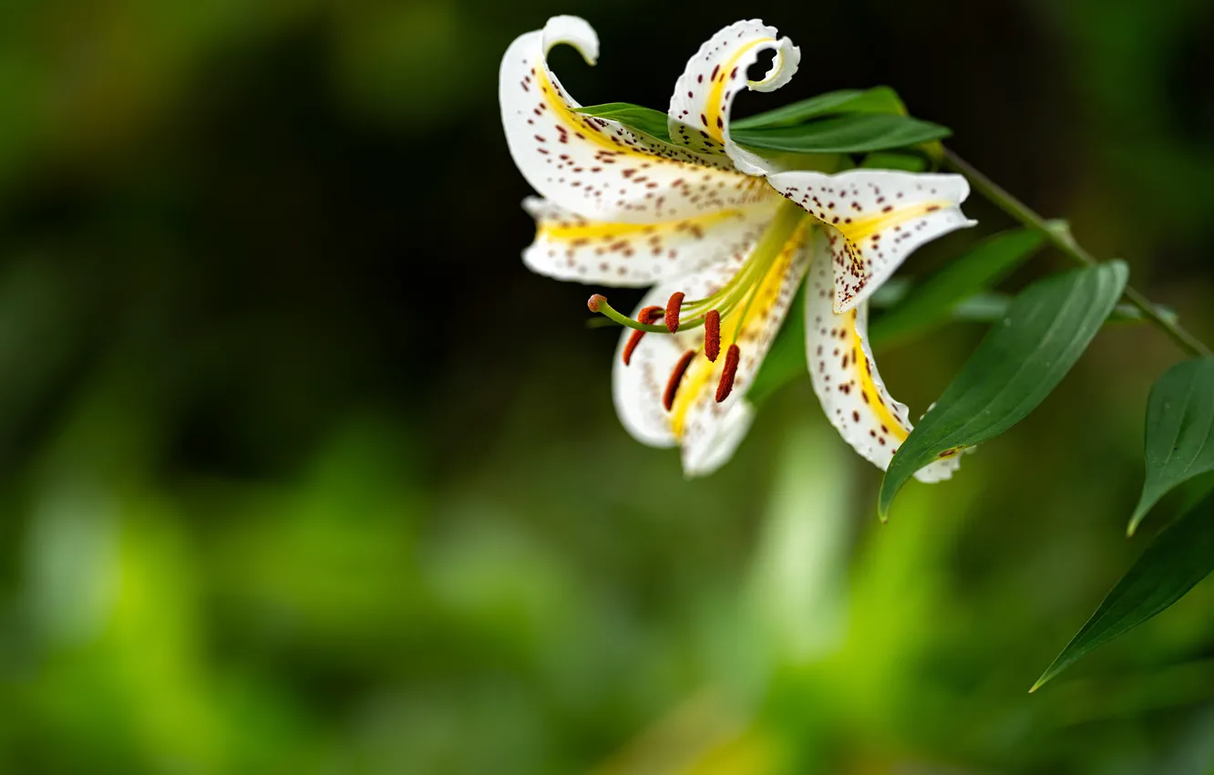 Photo wallpaper white, flowers, Lily