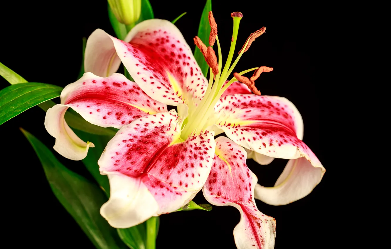 Photo wallpaper macro, flowers, Lily, macro, lily