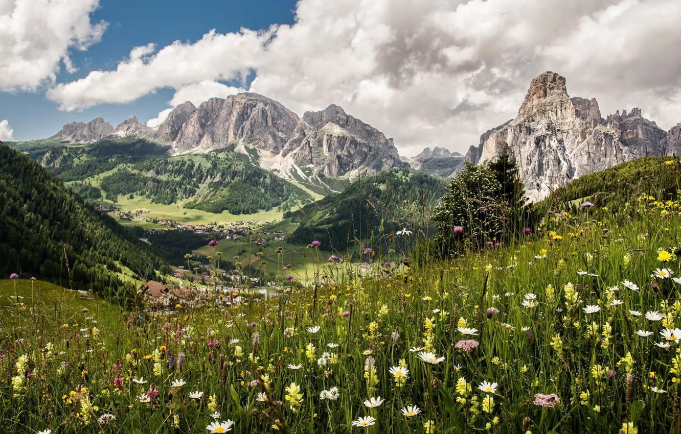 Photo wallpaper flowers, mountains, meadow