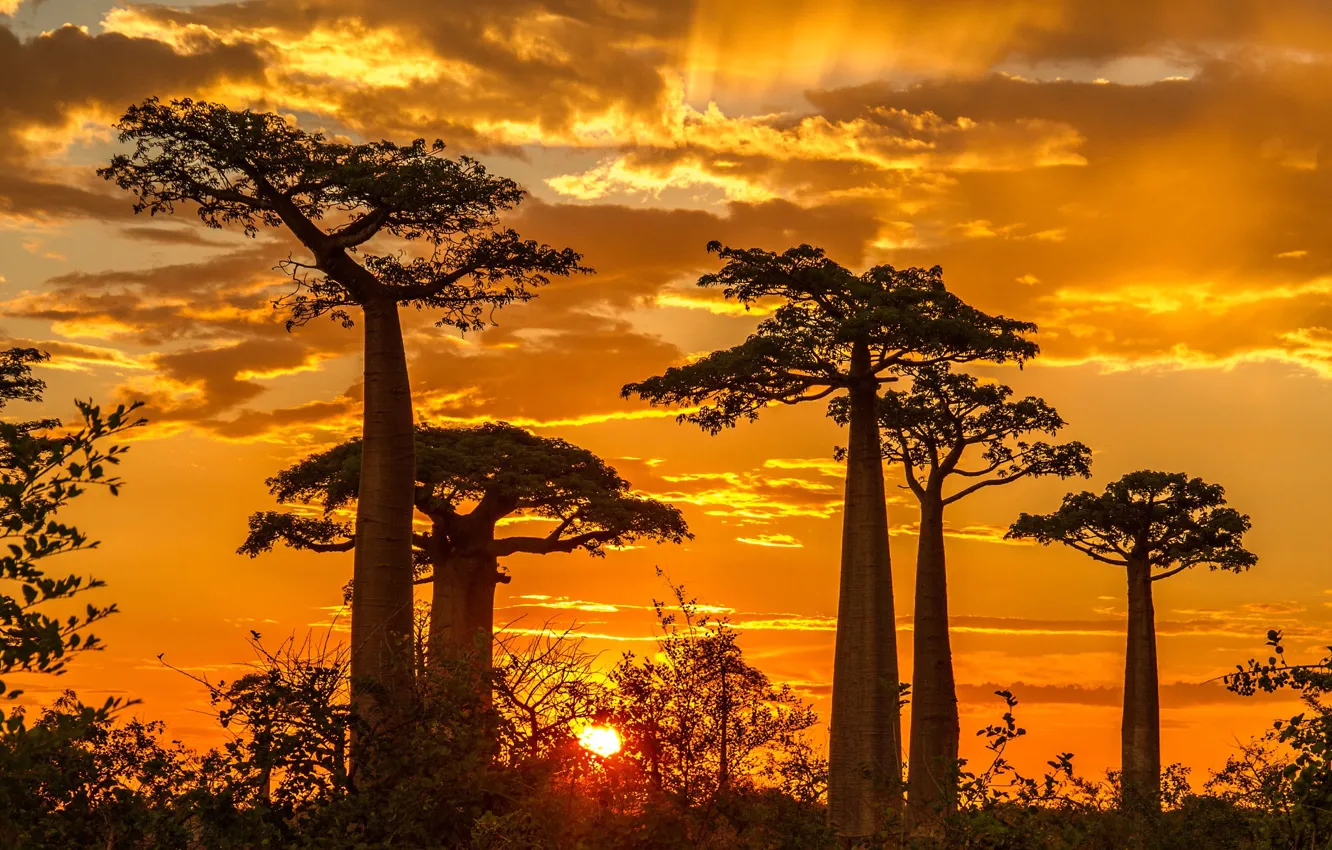 Photo wallpaper sunset, baobab, Madagascar