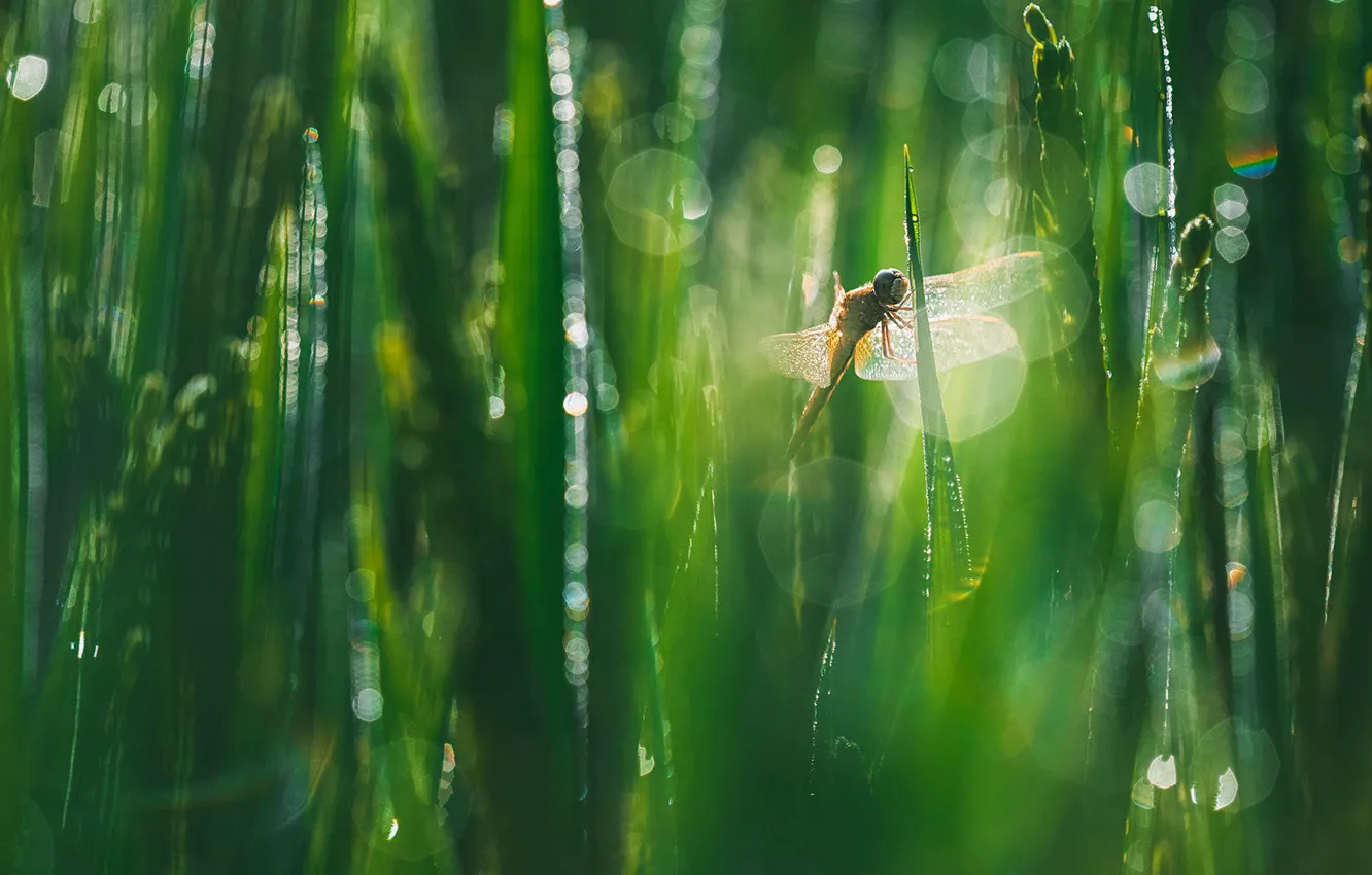 Photo wallpaper greens, grass, drops, macro, light, Rosa, dragonfly, bokeh