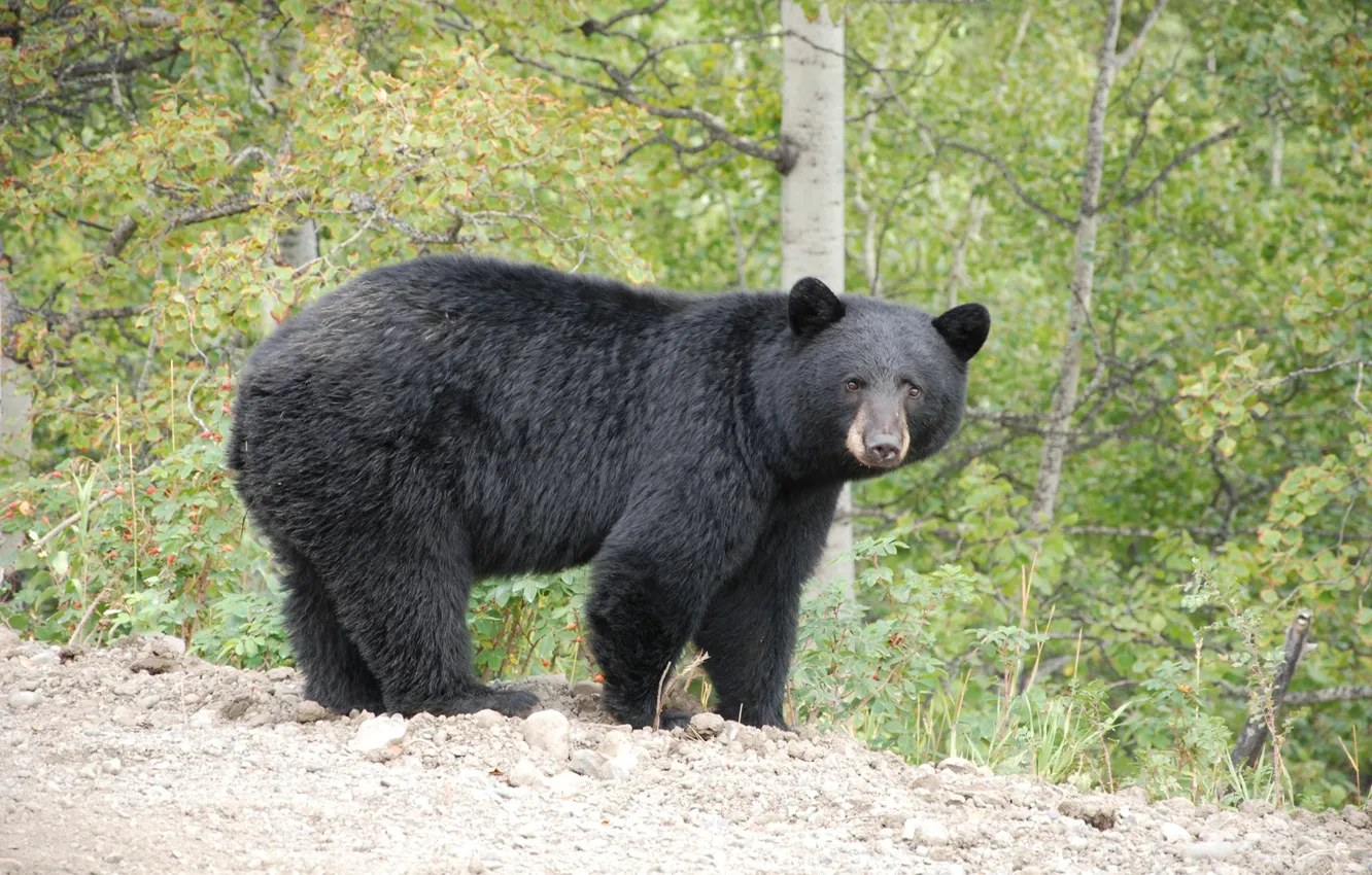 Photo wallpaper nature, bear, Baribal