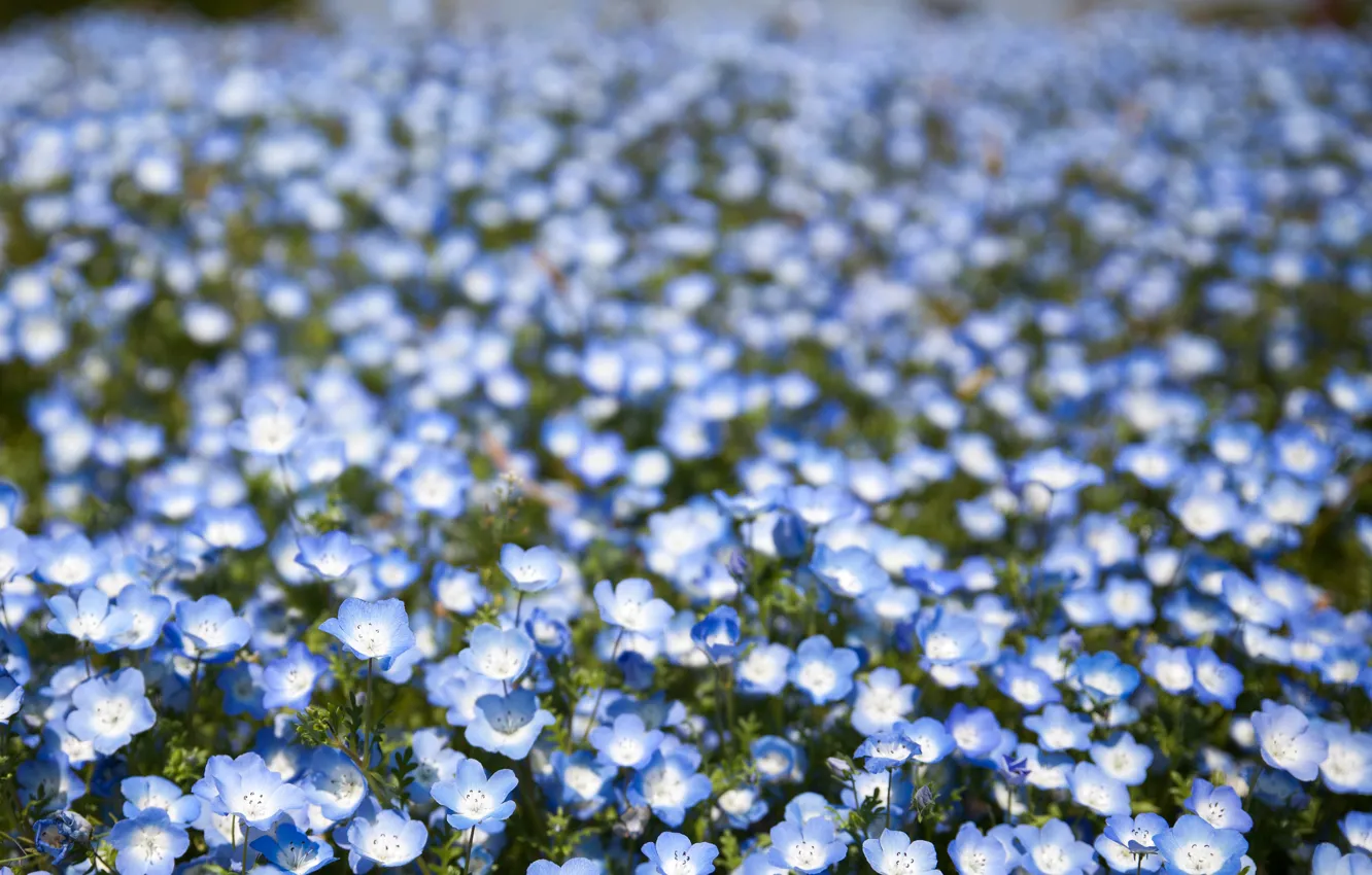 Photo wallpaper field, flowers, petals, blur, blue, bokeh, Nemophila