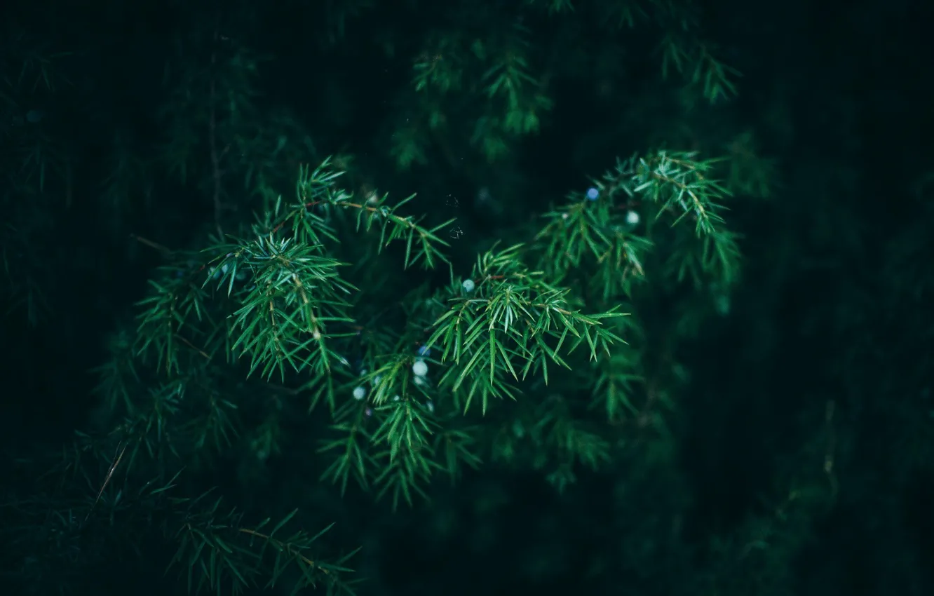 Photo wallpaper Nature, Needles, Green, Tree, The Wallpapers