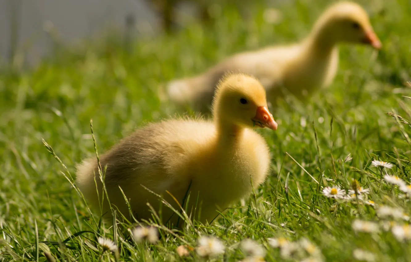 Photo wallpaper grass, light, yellow, bird, glade, duck, chamomile, baby