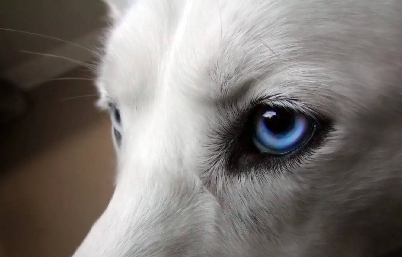 Photo wallpaper eyes, dog, blue, white