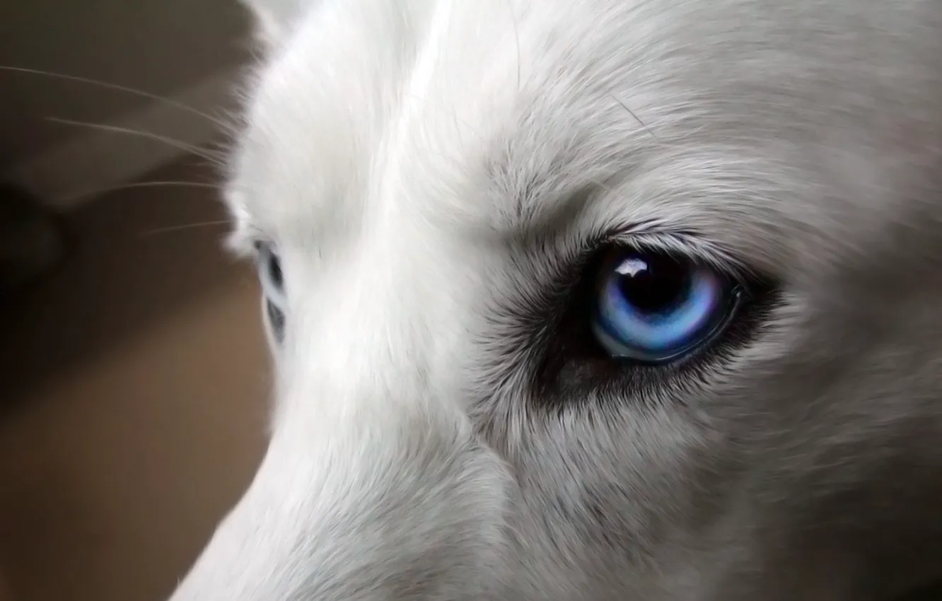 Photo wallpaper white, eyes, blue, dog