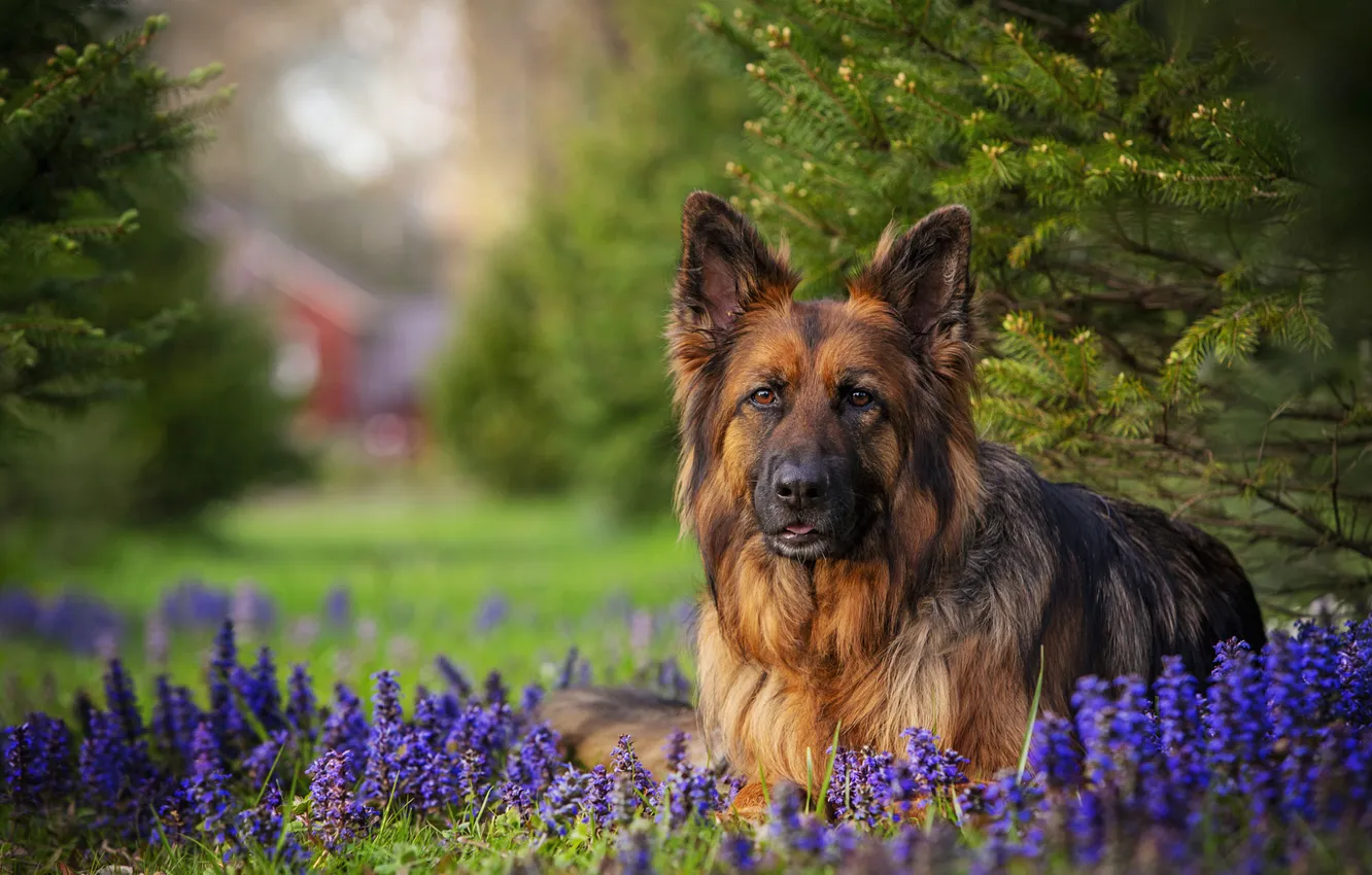 Photo wallpaper look, flowers, nature, dog, face, German shepherd