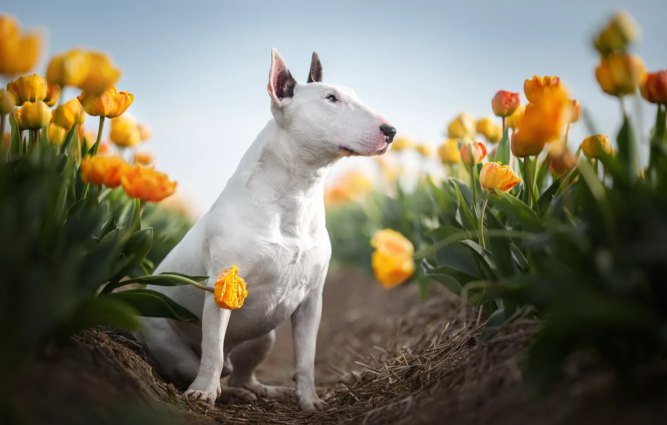 Photo wallpaper nature, dog, tulips