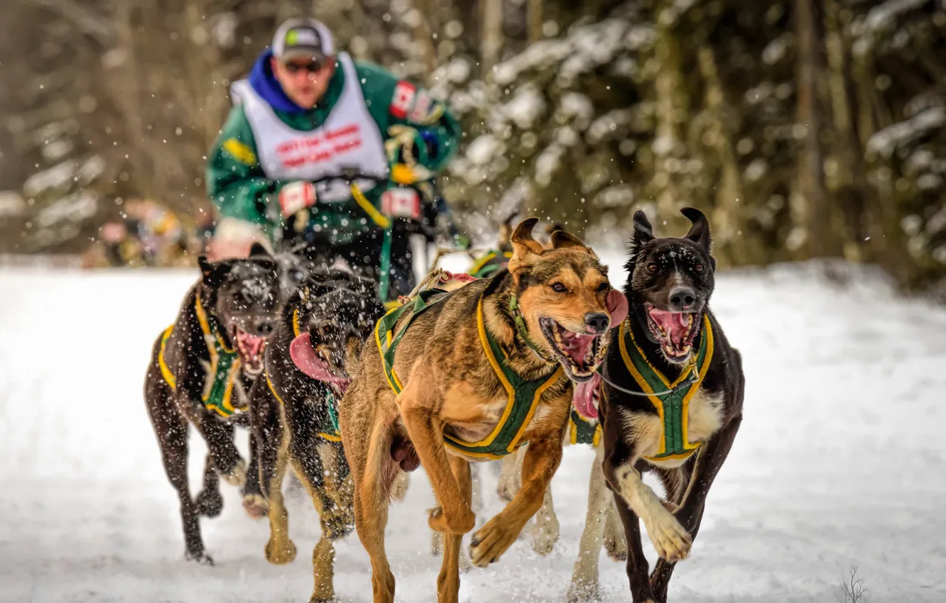 Photo wallpaper dogs, sport, running