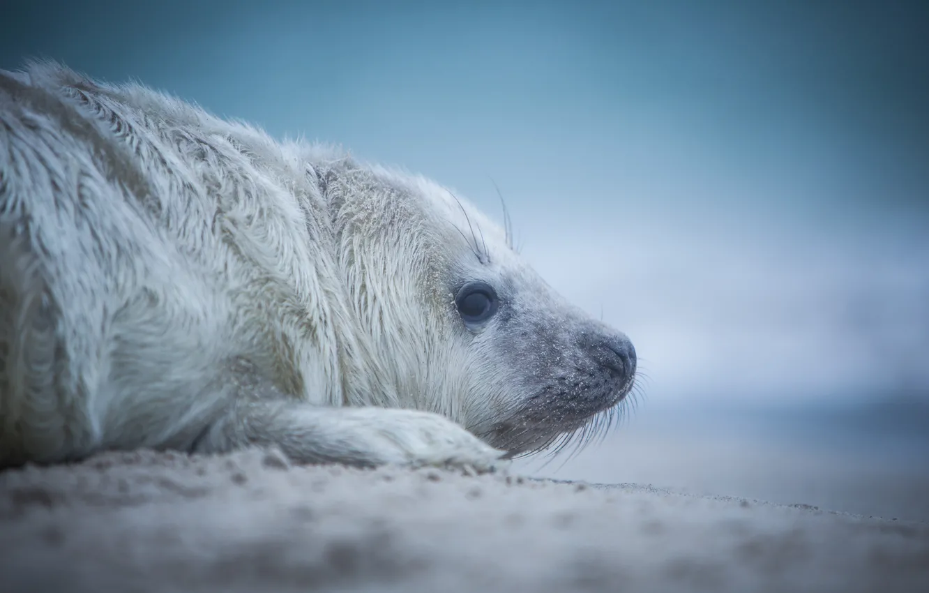 Photo wallpaper look, seal, cub