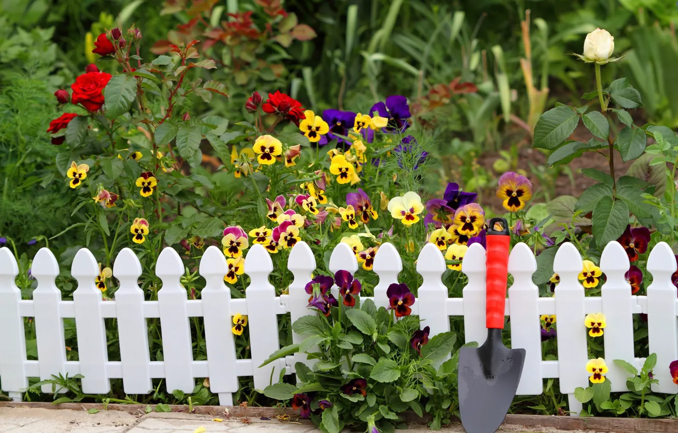 Photo wallpaper flowers, bright, roses, garden, Pansy, flowerbed, colorful, the fence