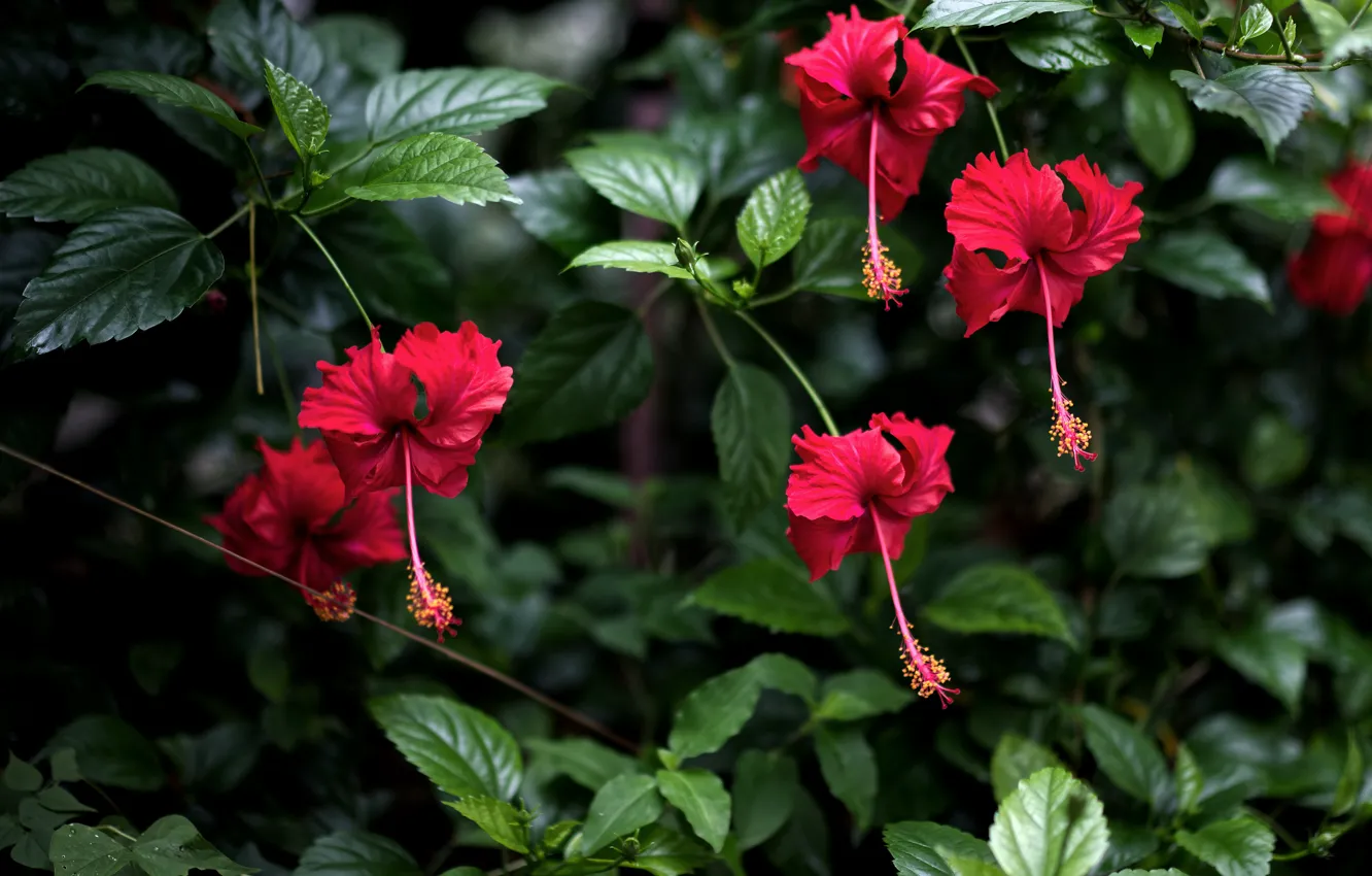 Photo wallpaper greens, leaves, flowers, red, garden, the bushes, hibiscus