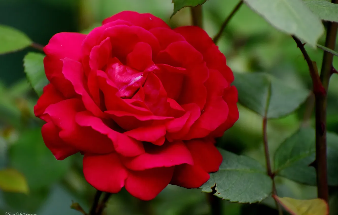 Photo wallpaper summer, flowers, nature, roses