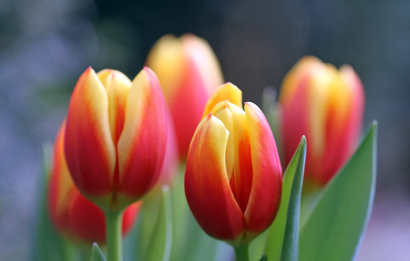 Photo wallpaper macro, flowers, red, tulips, yellow